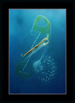 Red Sea  by Johannes Felten 